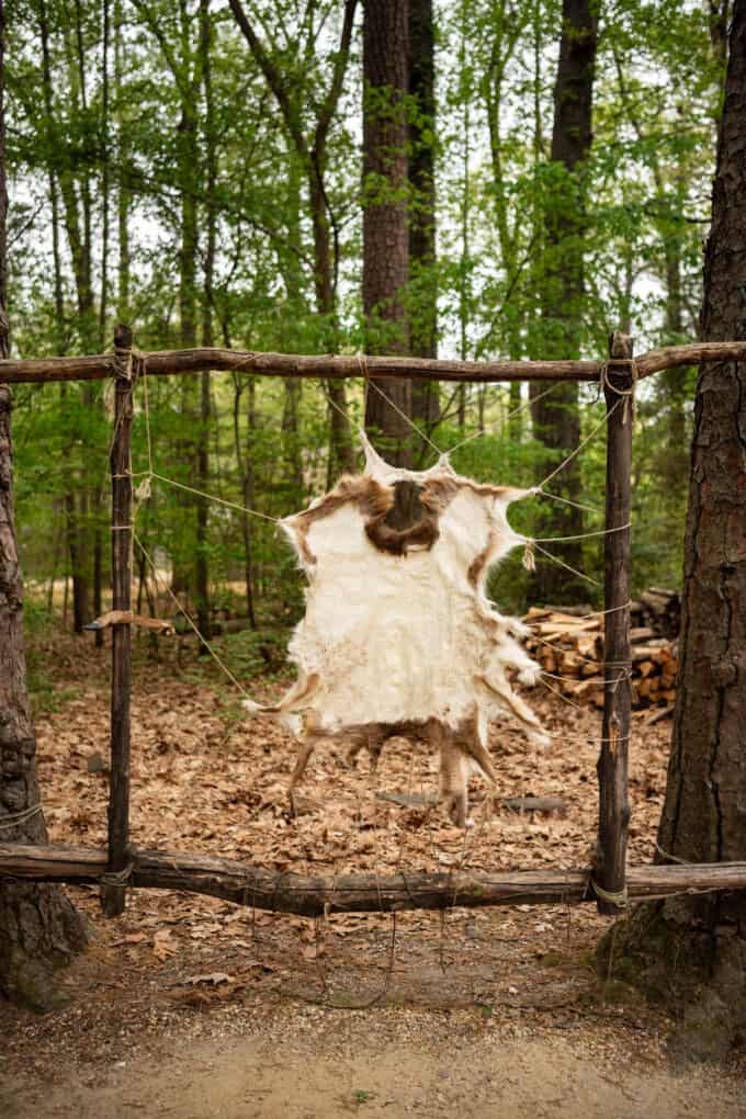 An animal skin stretched between two trees to cure.
