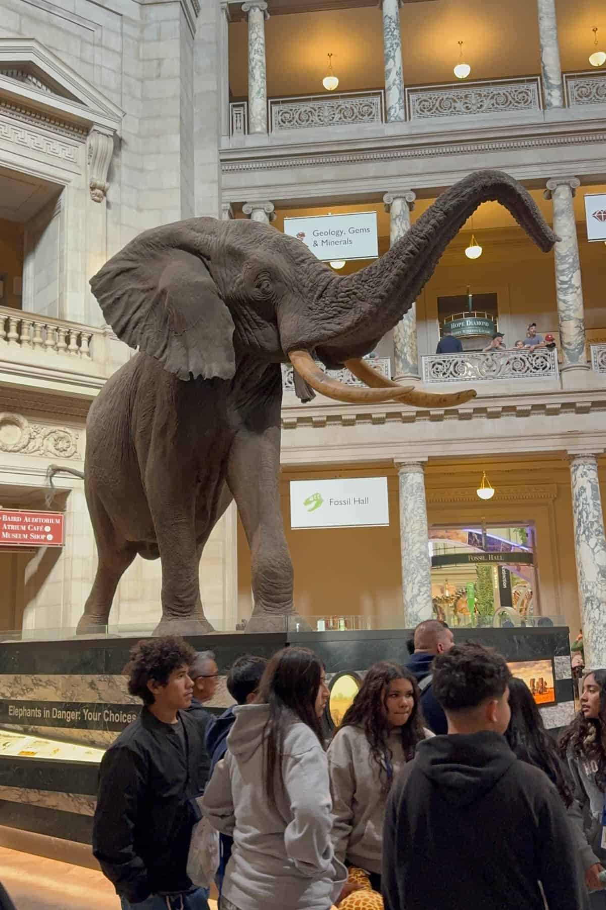 An elephant in the Smithsonian Natural History Museum.